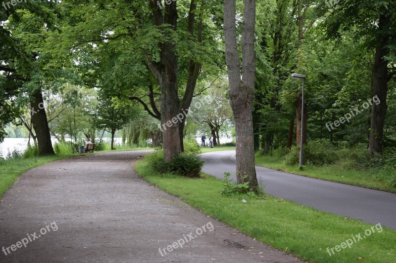 Forest Path Trees Nature Leaf