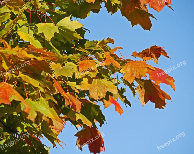 Maple Leaves Autumn Colours Colorful Leaves Fall Foliage