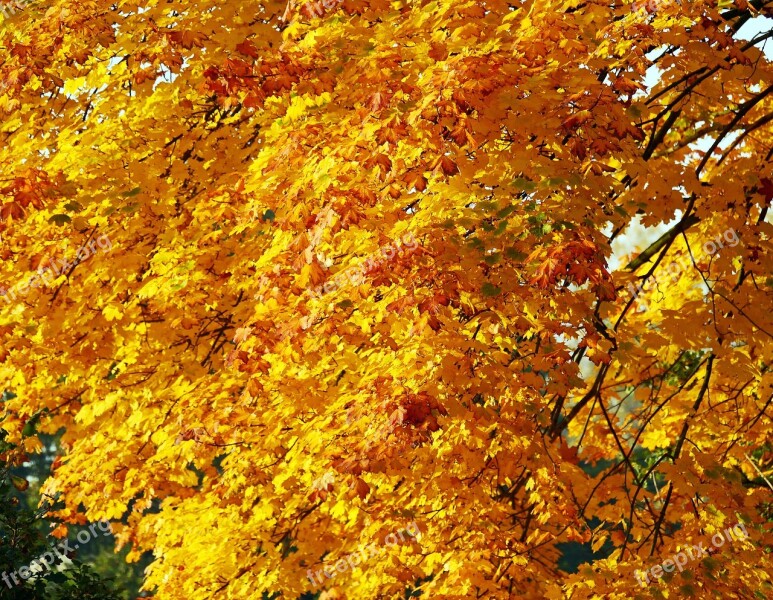 Golden October Fall Leaves Fall Color Fall Foliage Autumn