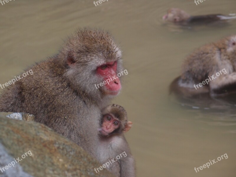 Nagano It 地獄谷温泉 Jigokudani Monkey Park Monkey