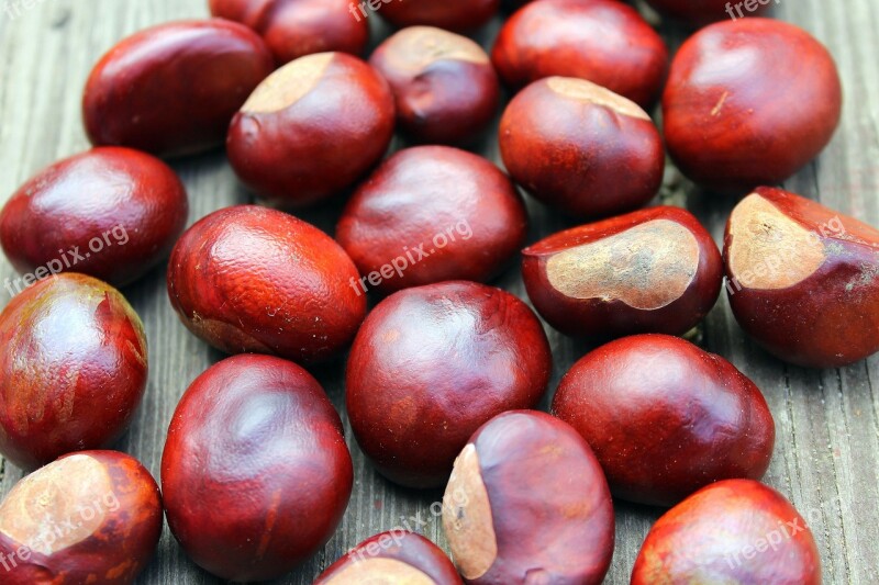 Chestnuts Fall Autumn Horse Chestnut The Fruits Of Horse Chestnut