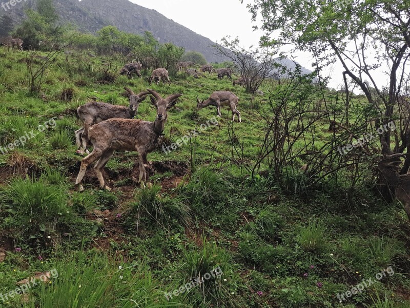 Bi Peng Gou The Scenery Animal Deer Aba Tibetan