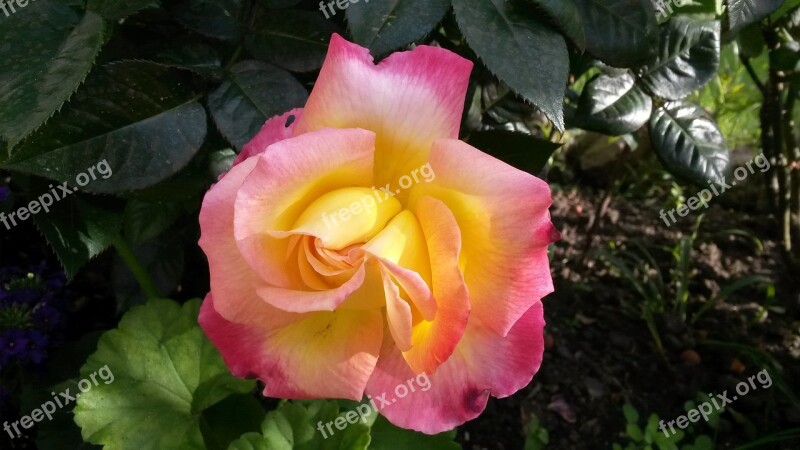 Pink Flower Yellow Rose Orange Rose Pink Rose Free Photos