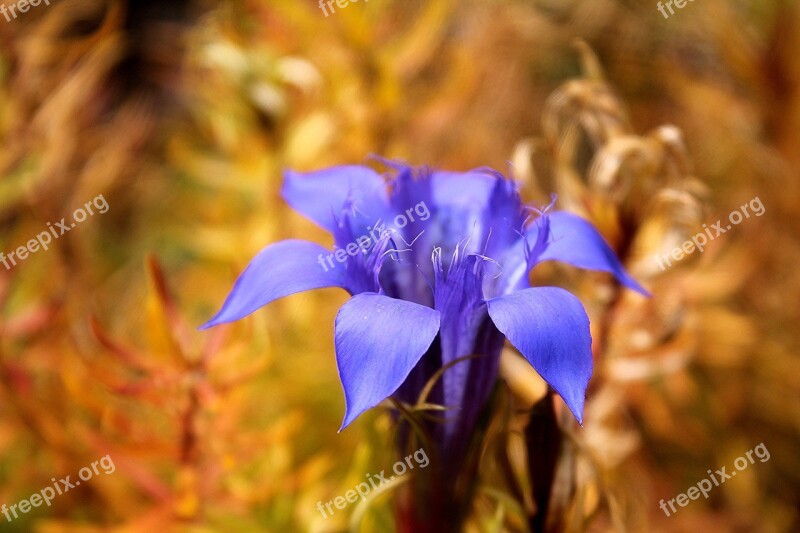 Gentian Color Flowers Free Photos