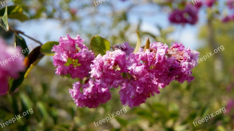 Flower Plants Beautiful Flower Nature Leaves