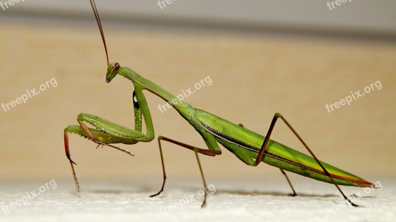 Praying Mantis Insects Beautiful Green Sand