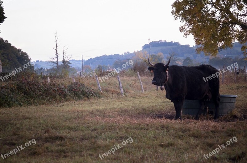 Cow Morning Mist Close Cantal