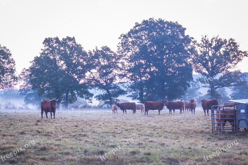 Cow Morning Mist Close Salers