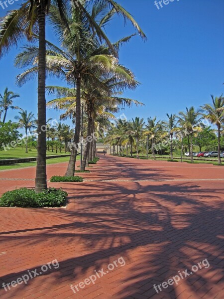 Boulevard Palm Trees Paving Row Sky