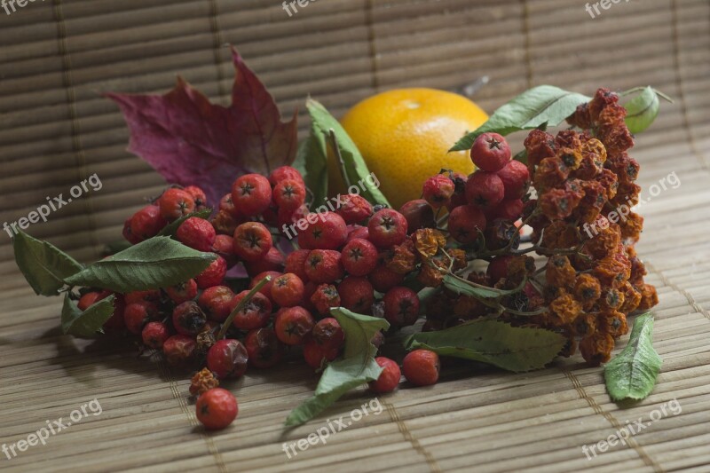 Still Life Rowan Fruit Composition Berry