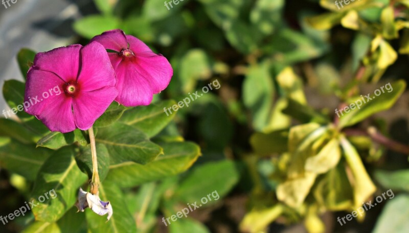 Periwinkle Teresita Pink Flower Sadabahar