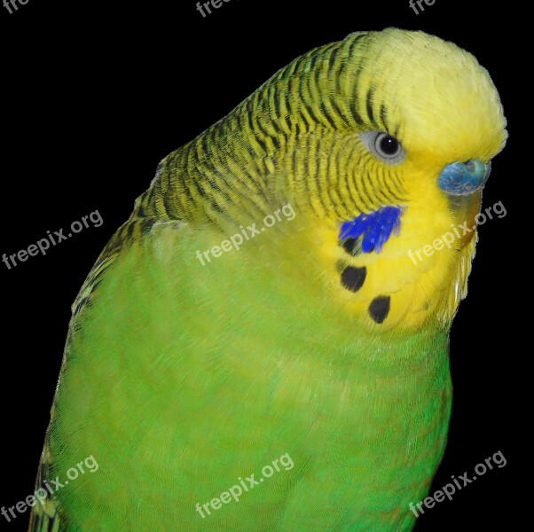 Budgie Bird Animal World Small Bird Parakeet