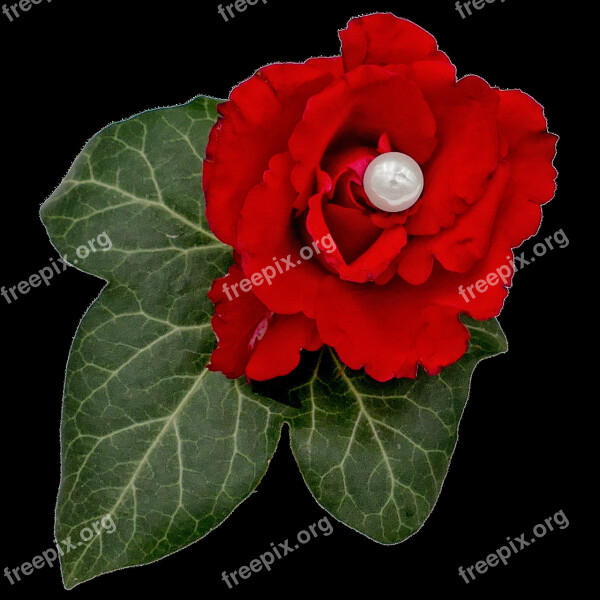 Wedding Rose Pearl Ivy Floral Decorations