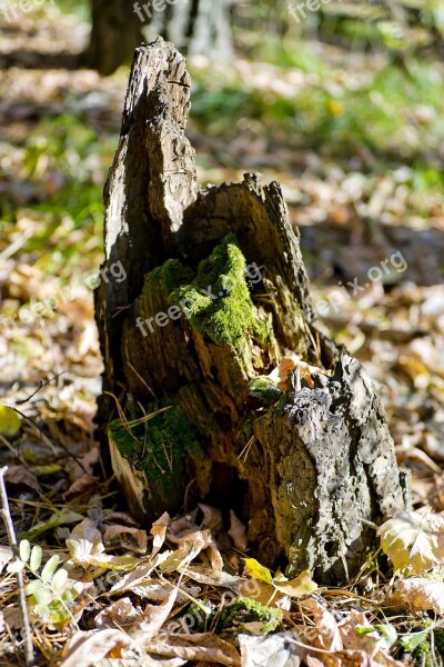 Old Stump Village Autumn Morning Landscape