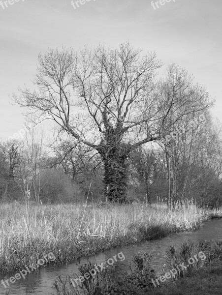 Bare Tree Ivy Autumn Trunk Branches