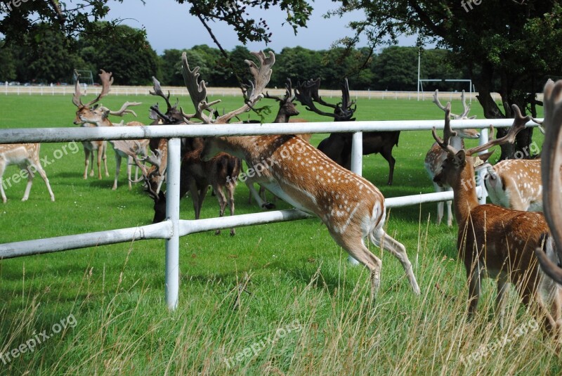 Fallow Buck Wild Sports Free Photos