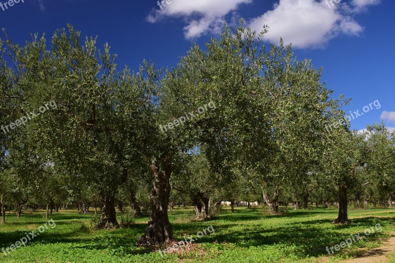 Olive Trees Olive Field Mediterranean Green Nature