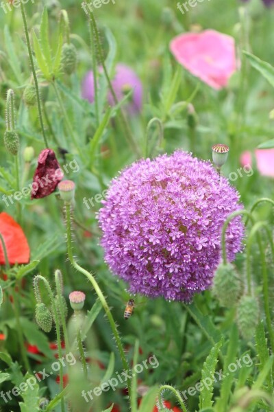 Flowers Flower Gardens Korean Flower Behold Free Photos