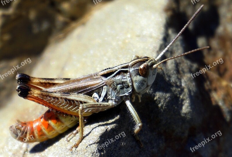 Grasshopper Animal Insect Lobster Eyes