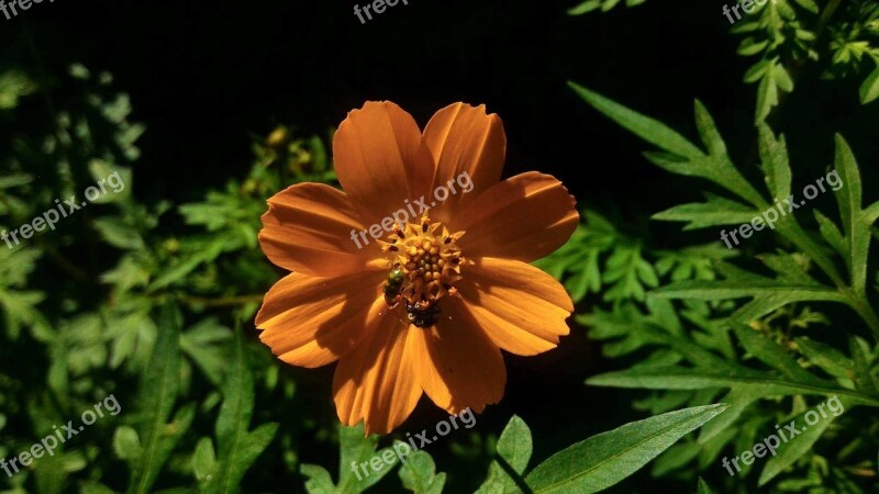 Flower Flower Laranjada Orange Orange Flower Garden