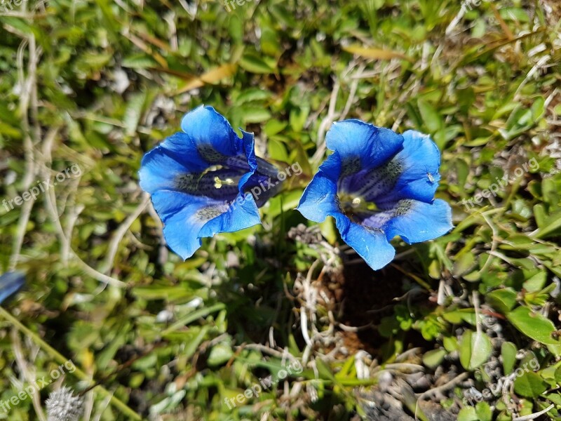 Austria Blue Gentian Gentian Roadside Free Photos