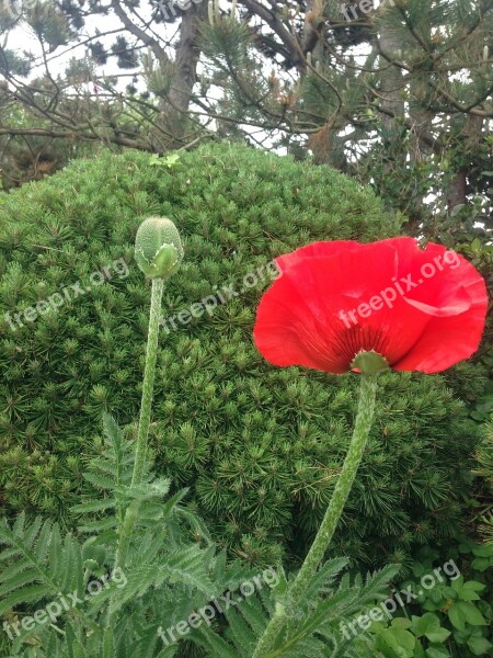 Poppy Pine Red Green Mahnknospe