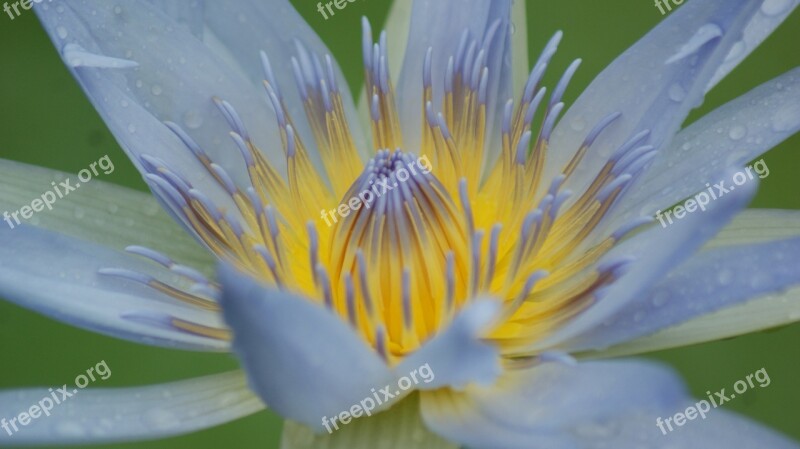 Macro Zoom In Flower Lily White