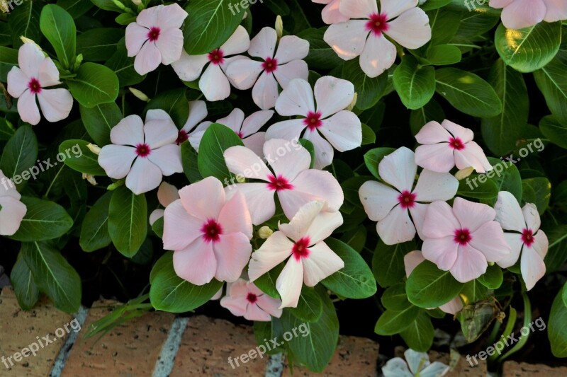 Flowers White Flowers Garden Brick Layers