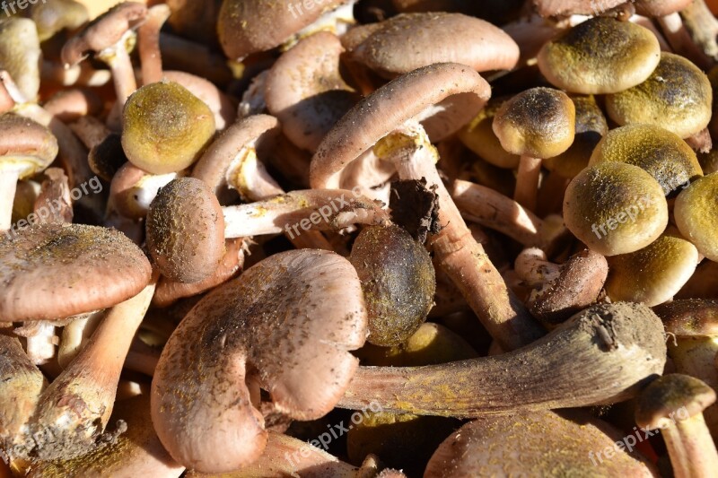 Cavanaugh Mushrooms Armillaria Mellea Autumn Woods Vittorio Veneto