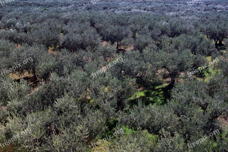 Olive Trees Plantation Olive Grove Agriculture Olive Planting