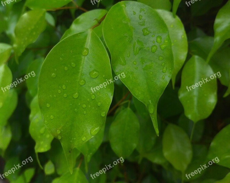 Leaf Leaves Water Droplets Rain