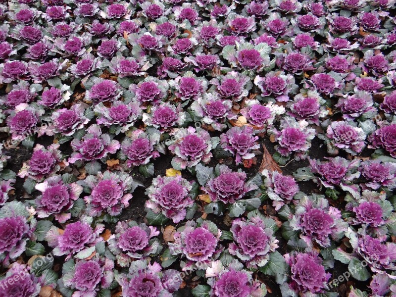 Decorative Cabbage Flowerbed Rose Parterre Park