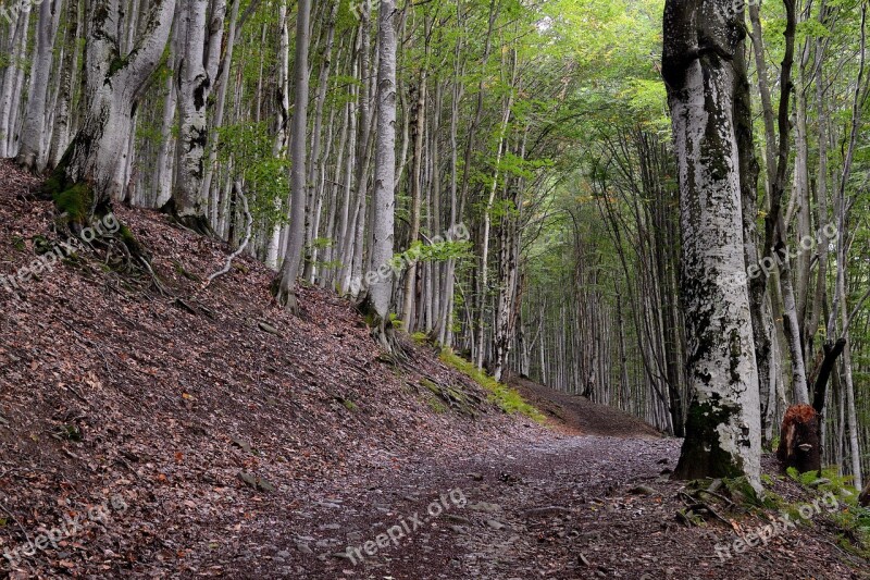 Forest Road Trees Autumn The Way