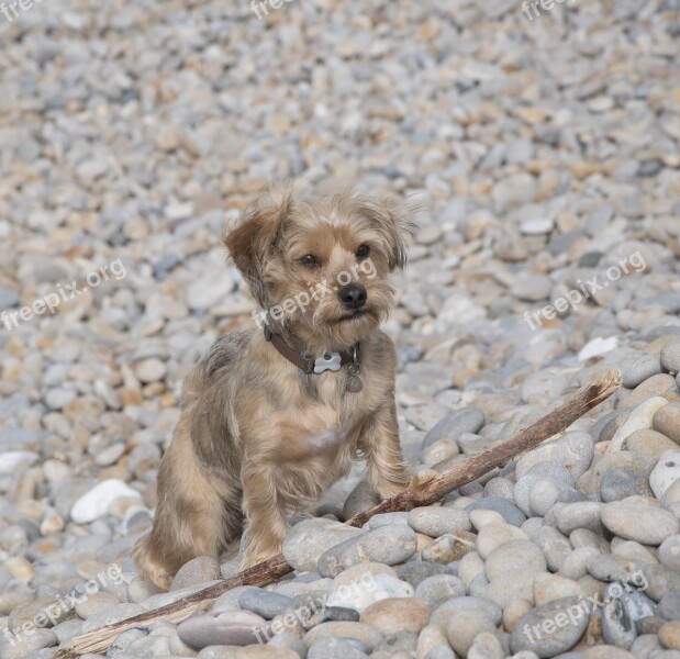 Dog Pebbles Beach Sea Outdoors