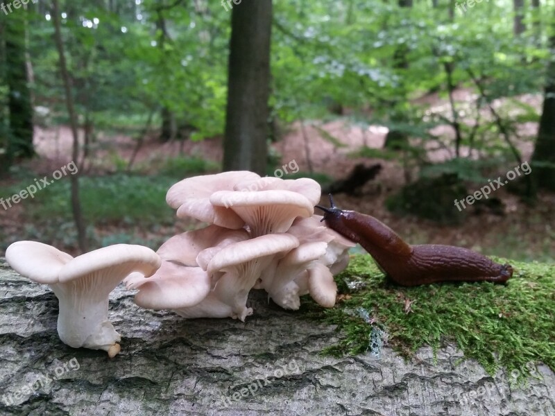 Mushroom Slug Forest Agaric Mördarsnigel