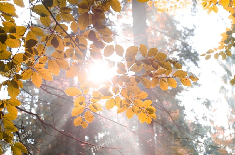 Sun Burst Forest Light Sunlight