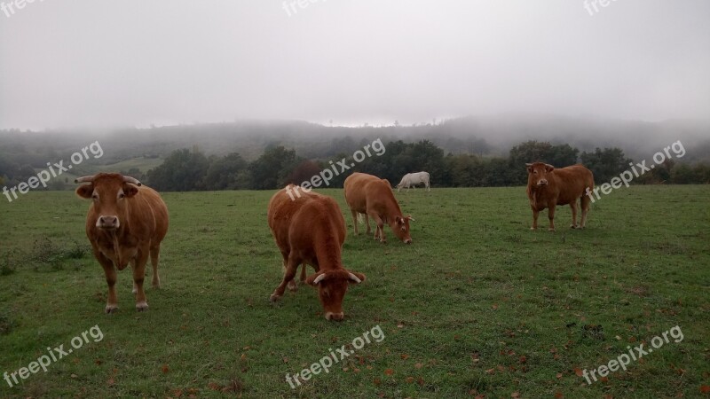 Herd Cows Pasture Cattle Field