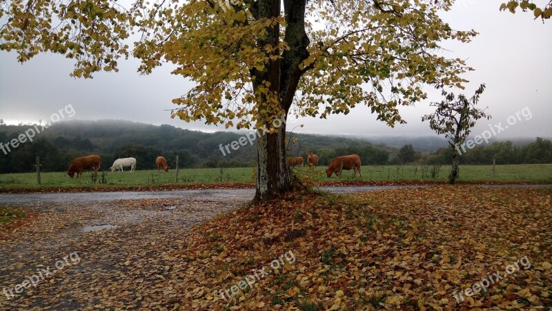 Fall Cows Animals Field Herd