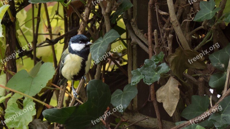 Bird Tit Garden Nature Small Bird