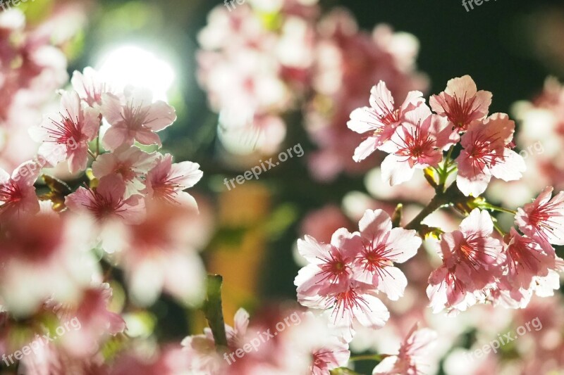 Spring Cherry Blossoms Night Taiwan 燈