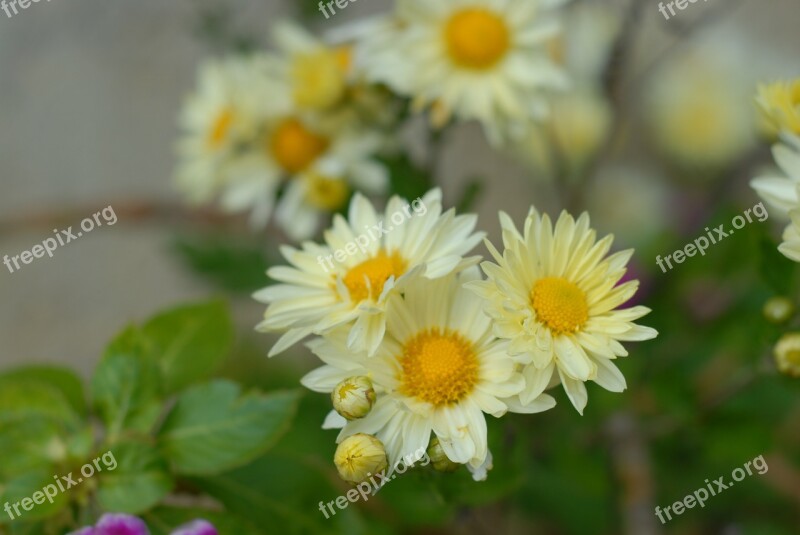 White Flower Regional Flowers Nature Mountain Gro