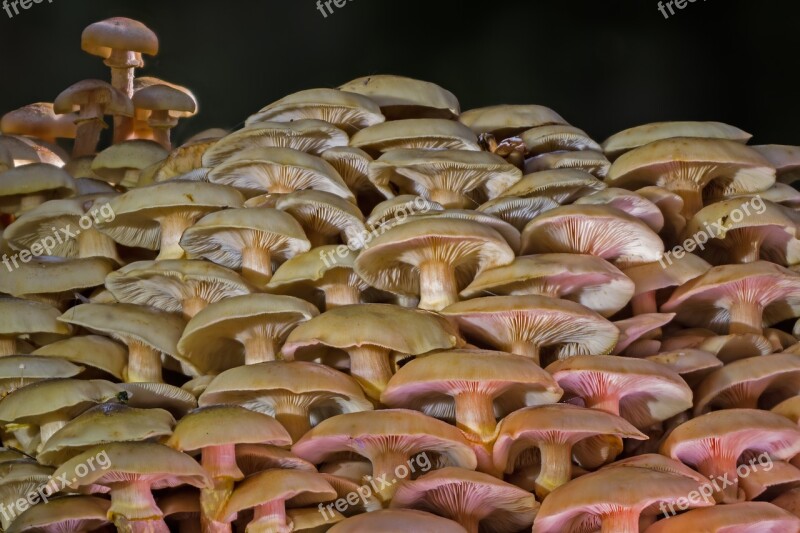 Mushrooms Mushroom Collection Close Up Disc Fungus Free Photos