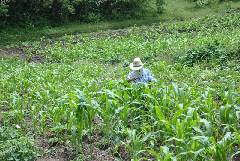 Corn Maize Field Super Torito Mountain Gro