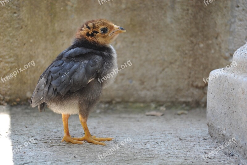 Chicken Chick Gallo Mountain Gro