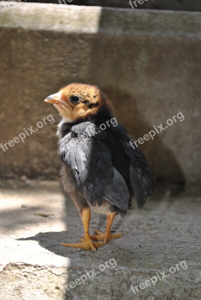 Chicken Chick Gallo Mountain Gro