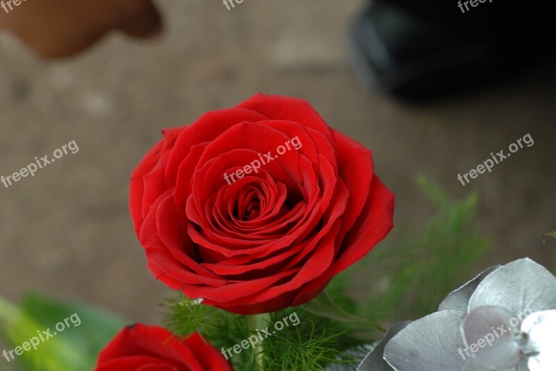 Red Rose Flower Red Roses Mountain Gro