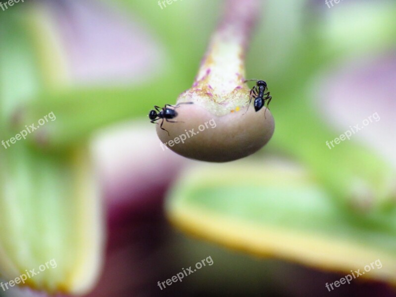 Insects Ants Tiny Macro Flower