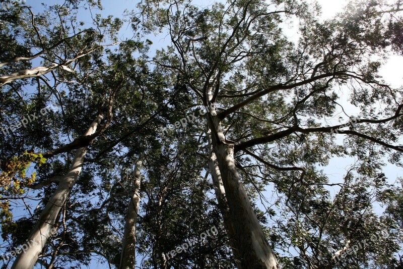 Trees Forest Nature Landscape Green