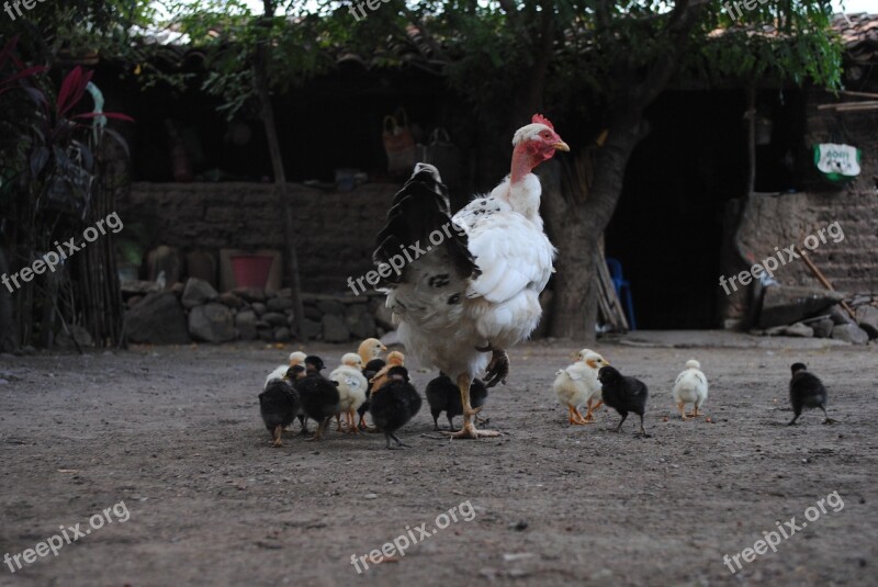 Hen Chicks Regional Fauna Mountain Gro