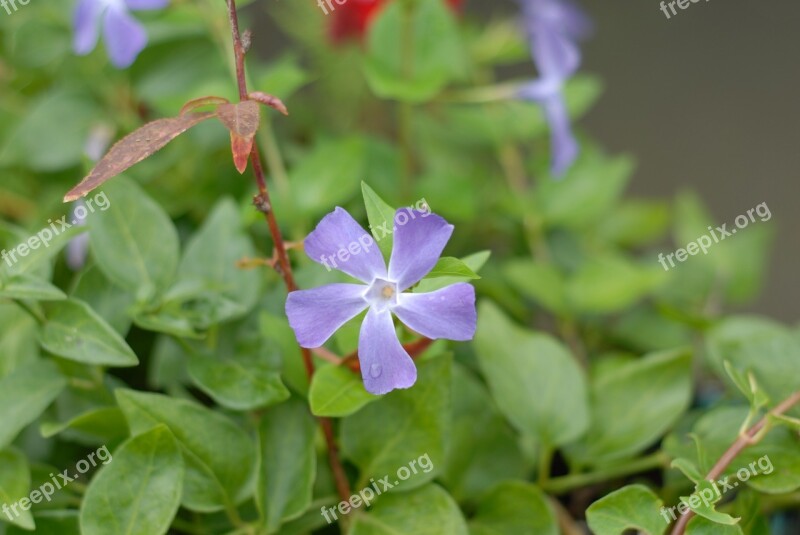 Purple Flower Flowers Spring Nature Mountain